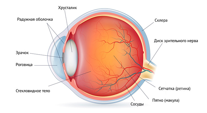 Строение глаза